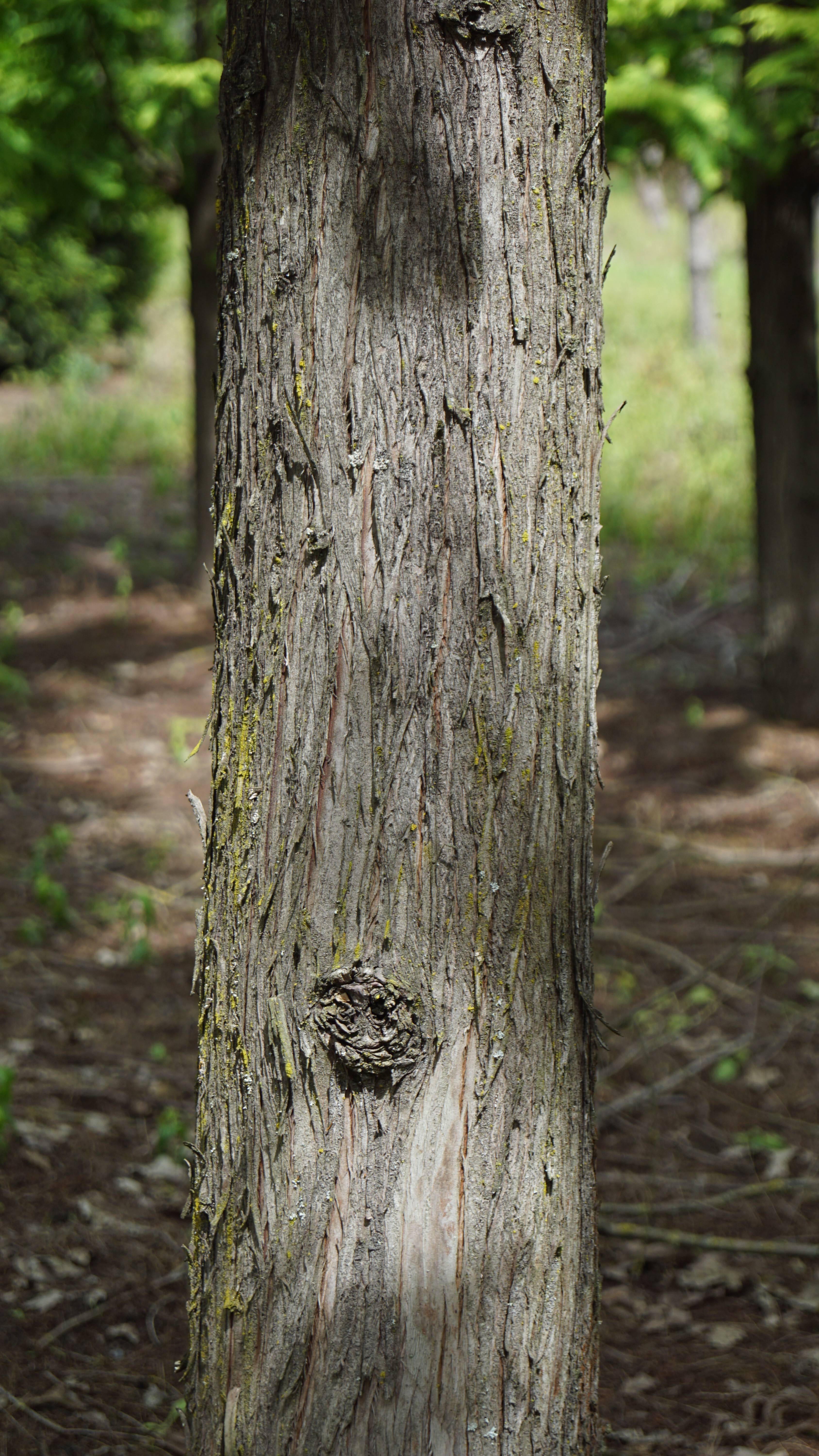 Metasequoia glyptostroboides 'Ogon' (6)